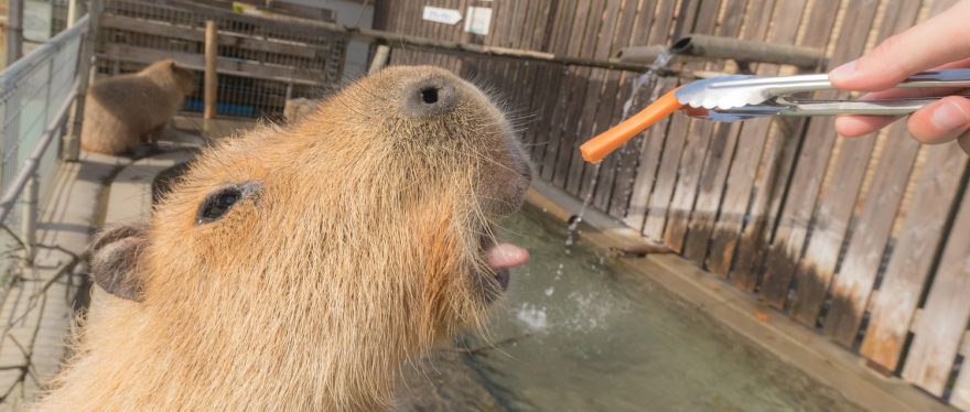 カピバラへのエサやり体験