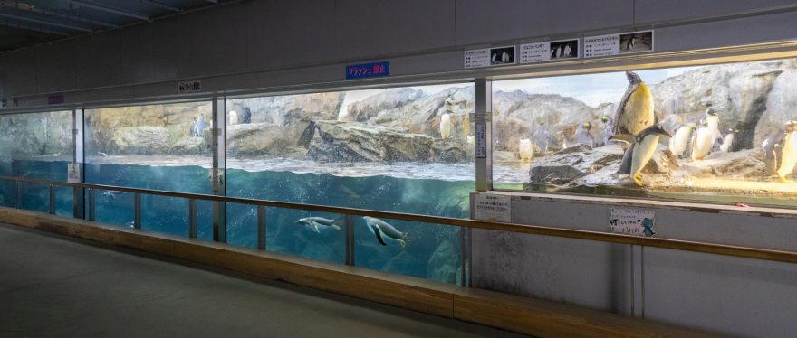 極地ペンギン展示室