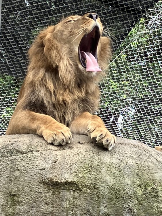 ライオンのスカイ