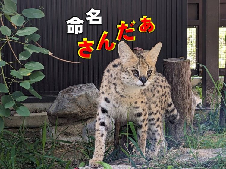 さんだぁ命名