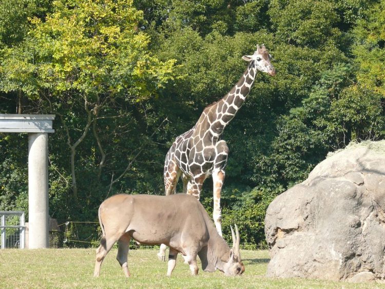 ウリュウ・ビスコ