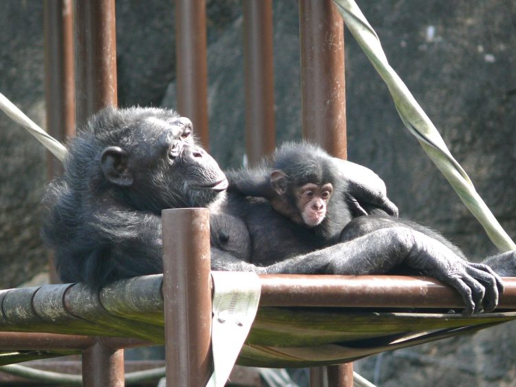 チンパンジー親子3