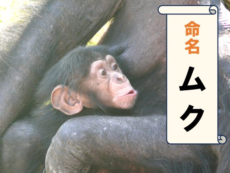 チンパンジー赤ちゃん