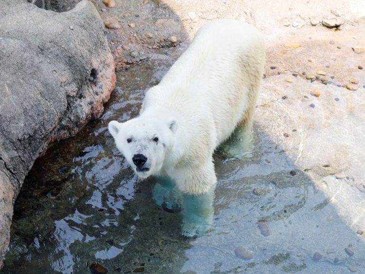ホッキョクグマ_クッキー1