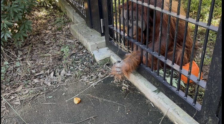 オランウータン