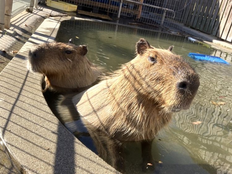 カピバラ②