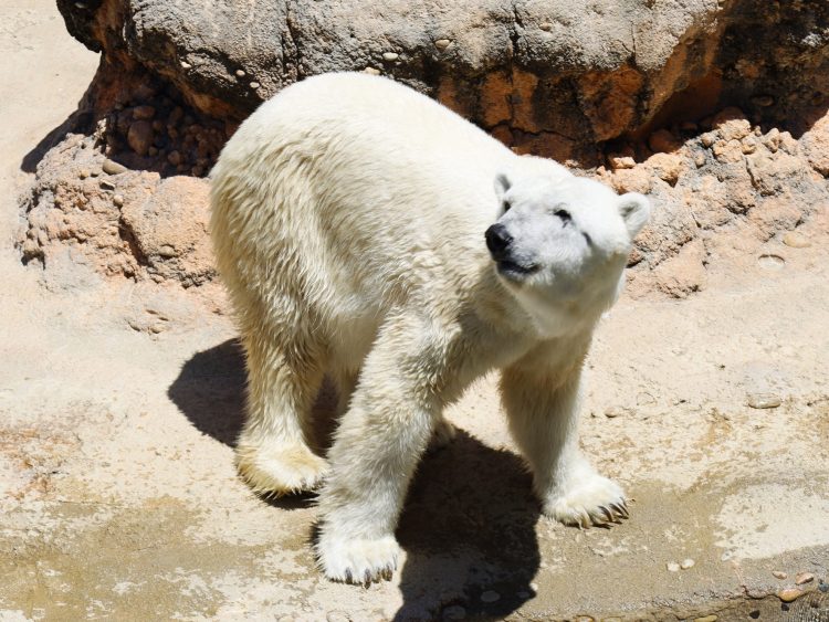 20250710クッキー
